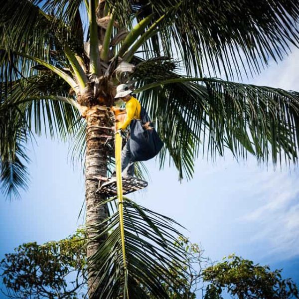 maui-palm-trimming-coconut-spikless-trim